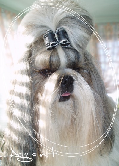 shih-tzu Agent Provocateur Disanfe