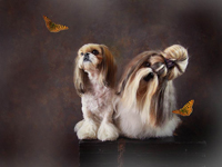 shih-tzu