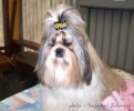 shih-tzu Agent Provocateur Disanfe